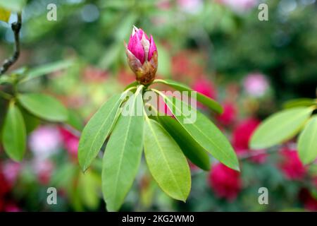 Rhododendron-Knospen in einem Garten. Frühling. Stockfoto