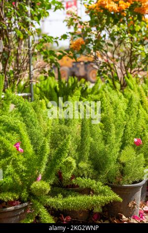Nahaufnahme des im Garten wachsenden üppigen grünen Spargels Stockfoto