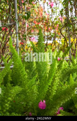 Nahaufnahme des im Garten wachsenden üppigen grünen Spargels Stockfoto