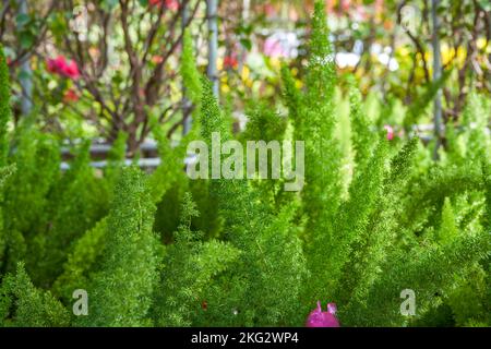 Nahaufnahme des im Garten wachsenden üppigen grünen Spargels Stockfoto