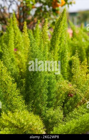 Nahaufnahme des im Garten wachsenden üppigen grünen Spargels Stockfoto