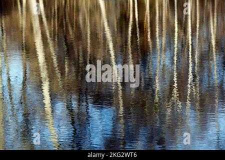 Spiegelung von Bäumen in einem See. Stockfoto