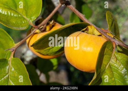 Reife orange Kaki-Frucht auf einem Zweig mit grünen Blättern im Sonnenlicht Stockfoto