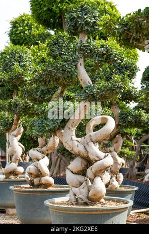 Nahaufnahme einer seltsamen, einladenden pflanze von banyan, die in der Plantage kultiviert wurde Stockfoto