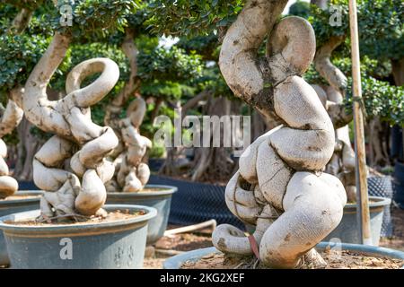 Nahaufnahme einer seltsamen, einladenden pflanze von banyan, die in der Plantage kultiviert wurde Stockfoto