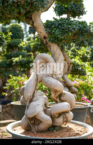 Nahaufnahme einer seltsamen, einladenden pflanze von banyan, die in der Plantage kultiviert wurde Stockfoto