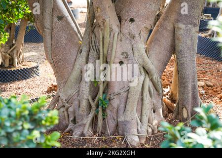 Nahaufnahme einer seltsamen, einladenden pflanze von banyan, die in der Plantage kultiviert wurde Stockfoto