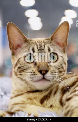 Junge exotische bengalische Katze, kurzes braunes Haar, Nahaufnahmen Stockfoto