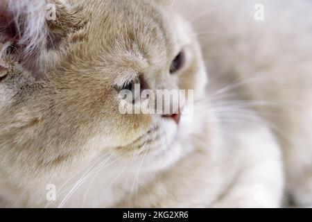 Junge britische Kurzhaarkatze, weißes und graues Fell, Nahporträt Stockfoto