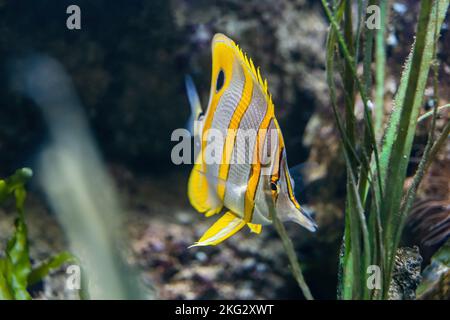 Der Copperband Butterflyfish (Chelmon rostratus) oder der Schnabelfisch, der Schnabelfisch oder der Orange Stripe Butterfly, Salzwasserfisch aus Korallen Stockfoto