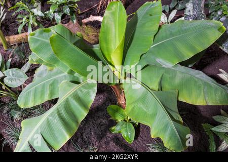 Musa acuminata Bananenblätter, immergrüne mehrjährige Pflanze aus der Familie der Musaceae, die in Südasien beheimatet ist. Stockfoto