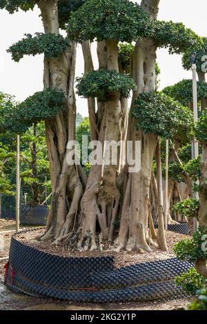 Nahaufnahme einer seltsamen, einladenden pflanze von banyan, die in der Plantage kultiviert wurde Stockfoto