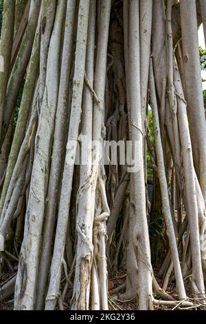 Nahaufnahme einer seltsamen, einladenden pflanze von banyan, die in der Plantage kultiviert wurde Stockfoto