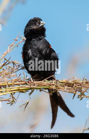 Eine vertikale Nahaufnahme eines männlichen Langschwanzwedelvogels, Euplectes progne. Naturschutzgebiet Rietvlei, Afrika. Stockfoto