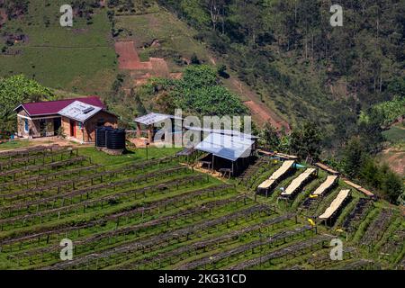 Abakundakawa-Kaffeeanbaugenossenschaft, Minazi-Kaffeewaschstation, Bezirk Gakenke, Ruanda Stockfoto