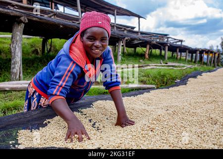 Abakundakawa-Kaffeeanbaugenossenschaft, Minazi-Kaffeewaschstation, Bezirk Gakenke, Ruanda Stockfoto