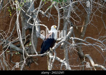 Afrikanischer Fischadler auf einem Baum in der Nähe der Murchison Falls, Uganda Stockfoto