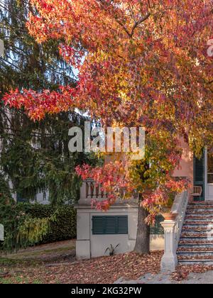 Ein schöner Baum mit bunten Herbstblättern, die zu Boden fallen, bedecken den Garten und die Treppe eines Hauses, Lucca, Italien Stockfoto