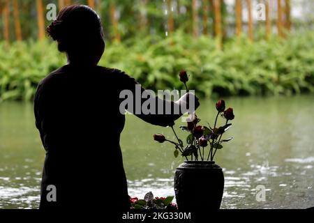 Rückansicht einer Frau, die im Garten Rosenstrauß macht. Uong Bi. Vietnam. Stockfoto