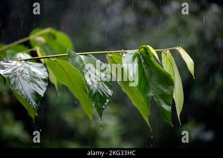 Grüne Blätter mit Regentropfen. Monsun und Regenzeit in Asien. Uong Bi. Vietnam. Stockfoto