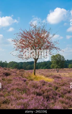 Einsamer Baum im blühenden holländischen Heidefeld gegen blauen Himmel Stockfoto