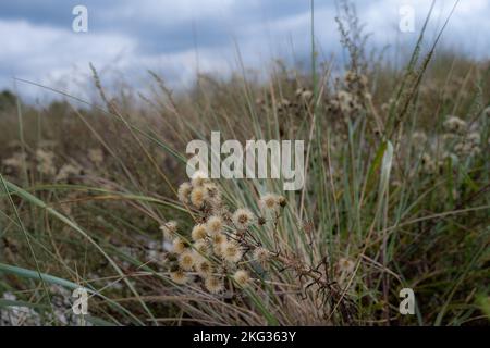 Nahaufnahme einer trockenen Wildblume. Üppig grüner Hintergrund. Bild aus Skanor- Falsterbo an der südwestlichen Spitze des Kreises Scania, Schweden Stockfoto