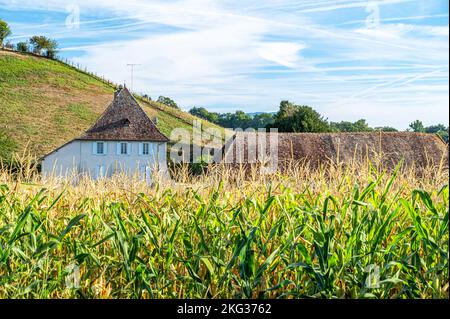 Perspektivenaufnahme von Reiskerealien und goldbraunem Samen mit Holzhütte auf der Rückseite, umgeben von üppigem Grün Stockfoto