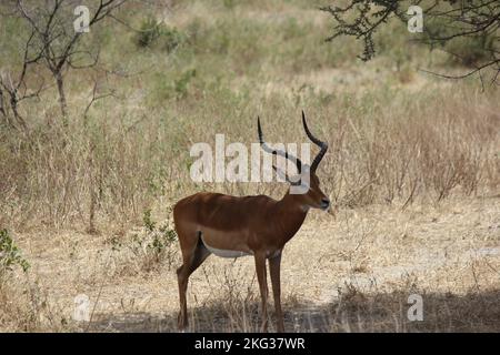 Ein majestätisches Impala, das im Feld unter dem Schatten eines Baumes steht Stockfoto