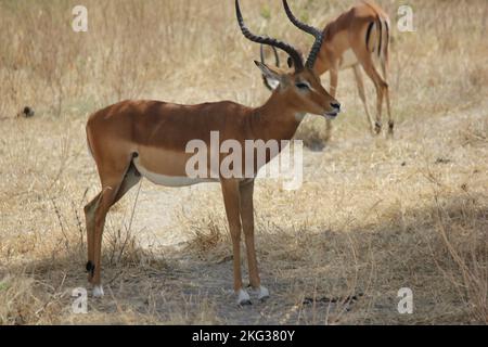 Ein majestätisches Impala, das im Feld unter dem Schatten eines Baumes steht Stockfoto