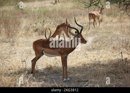 Ein majestätisches Impala, das im Feld unter dem Schatten eines Baumes steht Stockfoto