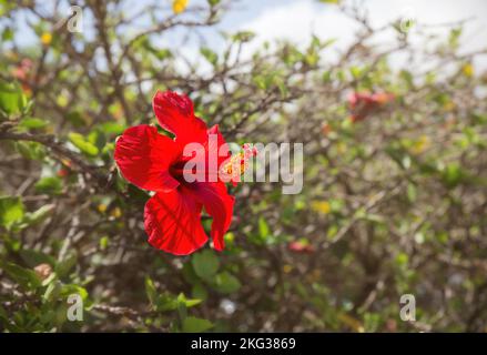 Selektiver Fokus auf einzelne rote Hibiskusblüten Hibiscus rosa-sinensis im Freien am sonnigen Sommertag. Viel Kopierraum auf unscharfem Hintergrund. Stockfoto