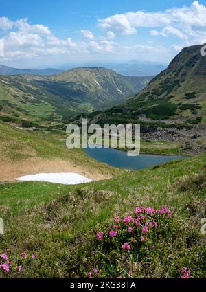 Wunderschöne Berglandschaft mit blühenden rosa Rhododendron-Blumen in den Karpaten Stockfoto