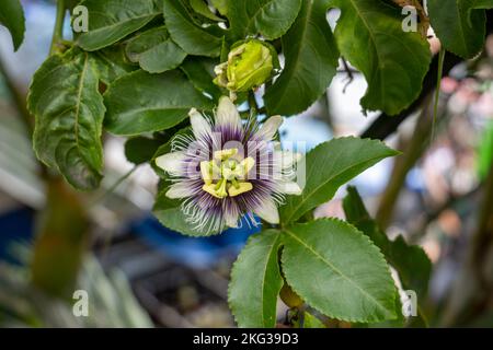 Passionsfrucht-Blume (Passiflora edulis), eine Rebe-Art, die in Nahaufnahme an einem Zweig aufgehängt wird Stockfoto