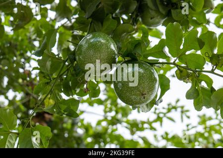 Verschiedene Passionsfrüchte (Passiflora edulis), bekannt als Maracuya Hanging on a Branch, eine Rebe-Art der Passionsblume Stockfoto