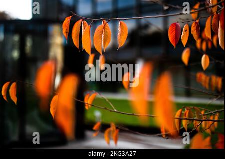 Stuttgart, Deutschland. 21.. November 2022. Herbstliche bunte Blätter hängen an einem kleinen Baum vor dem landtag und werden von der Sonne beleuchtet. In den kommenden Tagen wird es in der Region Stuttgart stark bewölkt und regnerisch. Quelle: Christoph Schmidt/dpa/Alamy Live News Stockfoto