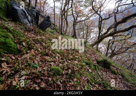 Ein Herbstspaziergang durch den Dinorwic-Schieferbruch in Llanberis, Snowdonia, Gwynedd, Nordwales, Großbritannien Stockfoto