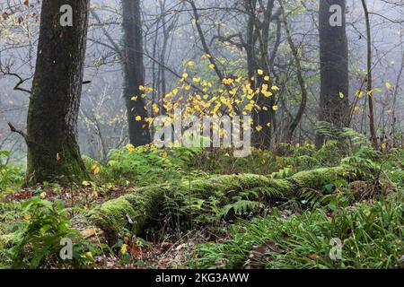 Nebliger uralter halbnatürlicher Lebensraum im Wald mit moosbedecktem Baumstamm, umgeben von Farnen im Herbst, Teesdale, County Durham, Großbritannien Stockfoto