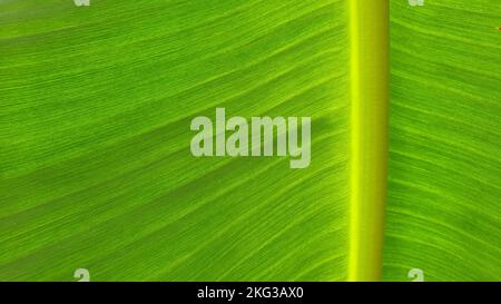 Konsistenz der Bananenblätter, Naturhintergründe. Stockfoto