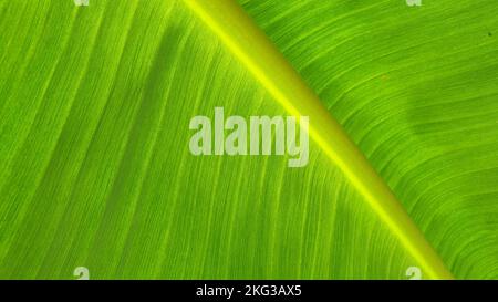 Konsistenz der Bananenblätter, Naturhintergründe. Stockfoto