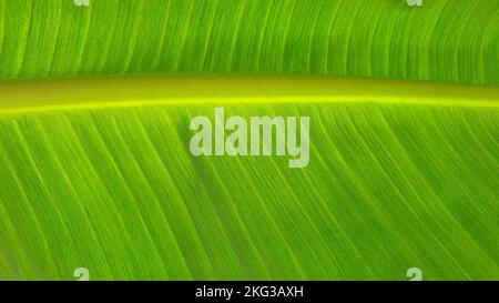 Konsistenz der Bananenblätter, Naturhintergründe. Stockfoto