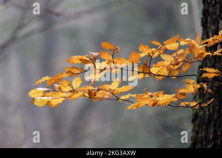 Buche (Fagus sylvatica) Blätter in einem Misty Autumn Woodland, North Pennines, Großbritannien Stockfoto