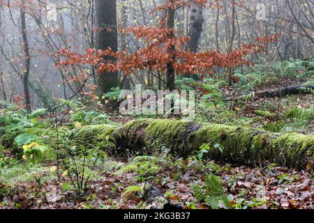 Nebliger uralter halbnatürlicher Lebensraum im Wald mit moosbedecktem Baumstamm, umgeben von Farnen im Herbst, Teesdale, County Durham, Großbritannien Stockfoto