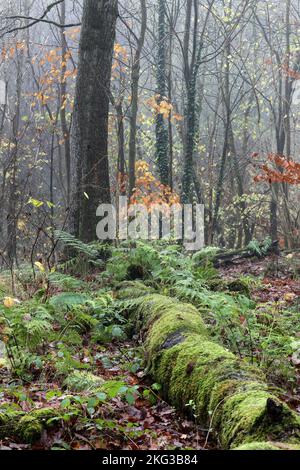 Nebliger uralter halbnatürlicher Lebensraum im Wald mit moosbedecktem Baumstamm, umgeben von Farnen im Herbst, Teesdale, County Durham, Großbritannien Stockfoto