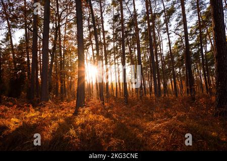 Im Herbst strahlen die Sonnenstrahlen zwischen den Bäumen im Pinienwald mit Farn Stockfoto