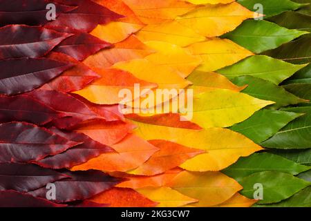 Farbenfrohe Herbstblätter Übergang von grünen zu leuchtend gelben und roten Blättern, Hintergrundansicht Herbstlaub von oben Stockfoto