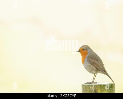 Robin - Erithacus rubecula, sitzend aus der Nähe auf Zaunpfosten. Stockfoto