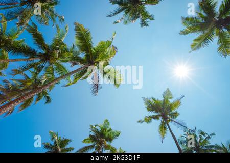 Tropische Kokospalmen mit klarem blauen Himmel und strahlender Sonne Stockfoto