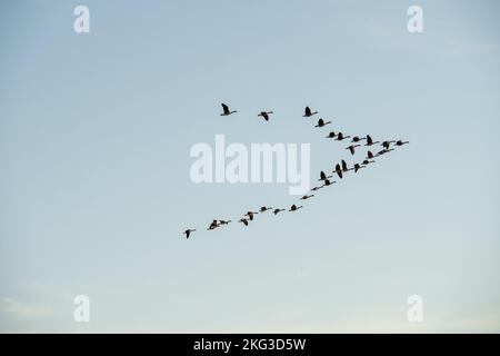 Kanadagänse fliegen in blauem Himmel. Stockfoto