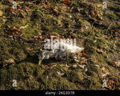 Totmöwe, Möwe auf Gezeitenküste. Umwelt. Stockfoto