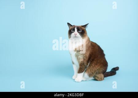 Porträt einer leicht genervten Schneeschuhkatze auf blauem Hintergrund isoliert Stockfoto